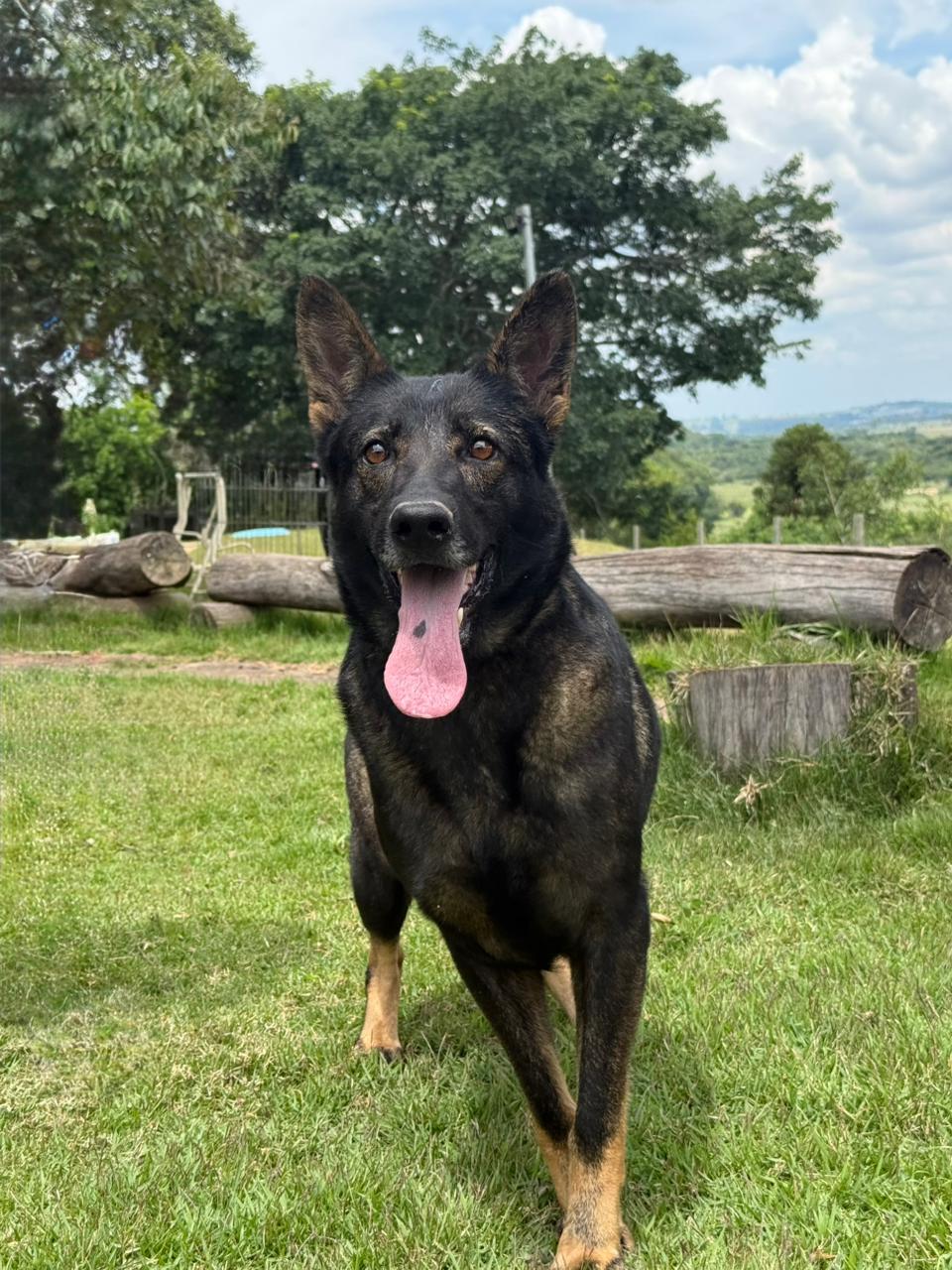 Fada Pastores Ividal